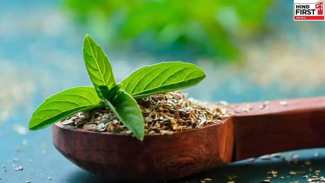 खाली पेट तुलसी खाने से मिलते हैं 8 जबरदस्त फायदे, डाइट में शामिल करके देखें लाभ