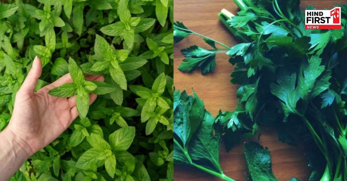 गर्मियों में धनिया और पुदीने को इस तरह सुखाकर करें स्टोर, बनी रहेगी फ्रेशनेस