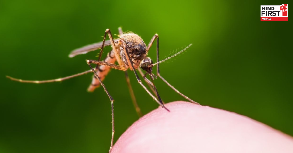 इन लोगों को बिल्कुल नहीं काटते हैं मच्छर, जानें उनसे बचने के उपाय