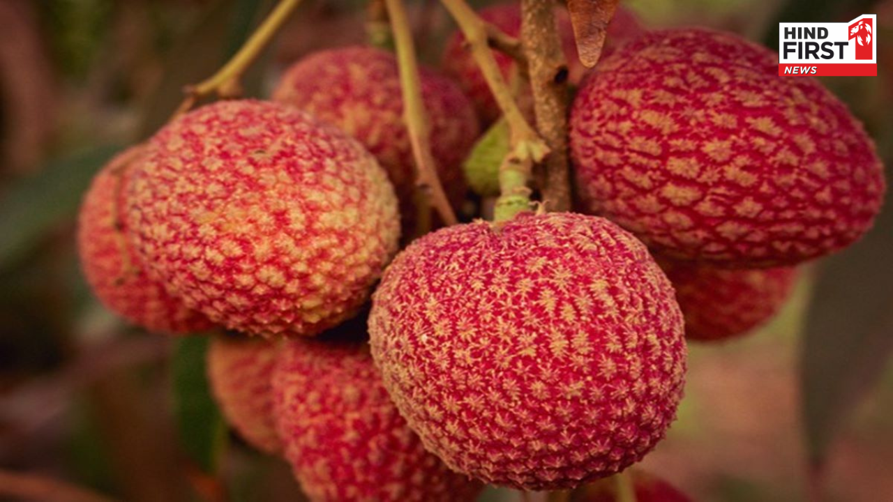 गर्मियों का फल है लीची, लेकिन ज्यादा खाने से पहले जान लें साइड इफेक्ट्स गर्मियों का फल है लीची, लेकिन ज्यादा खाने से पहले जान लें साइड इफेक्ट्स