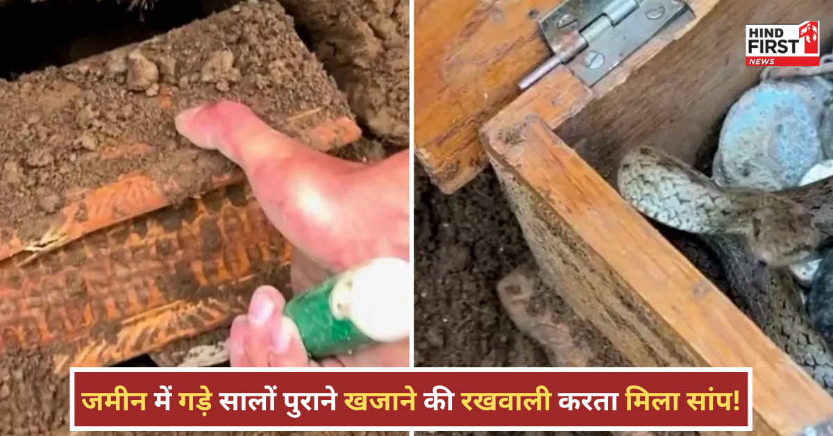 जमीन में गड़ा खजाना निकाला तो सामने आया जहरीला सांप, वायरल वीडियो देख लोग हैरान जमीन में गड़ा खजाना निकाला तो सामने आया जहरीला सांप, वायरल वीडियो देख लोग हैरान