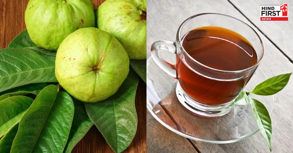 अमरूद की पत्तियां होती हैं सेहत का खजाना, इम्युनिटी बढ़ाने से डायबिटीज तक में है फायदेमंद अमरूद की पत्तियां होती हैं सेहत का खजाना, इम्युनिटी बढ़ाने से डायबिटीज तक में है फायदेमंद