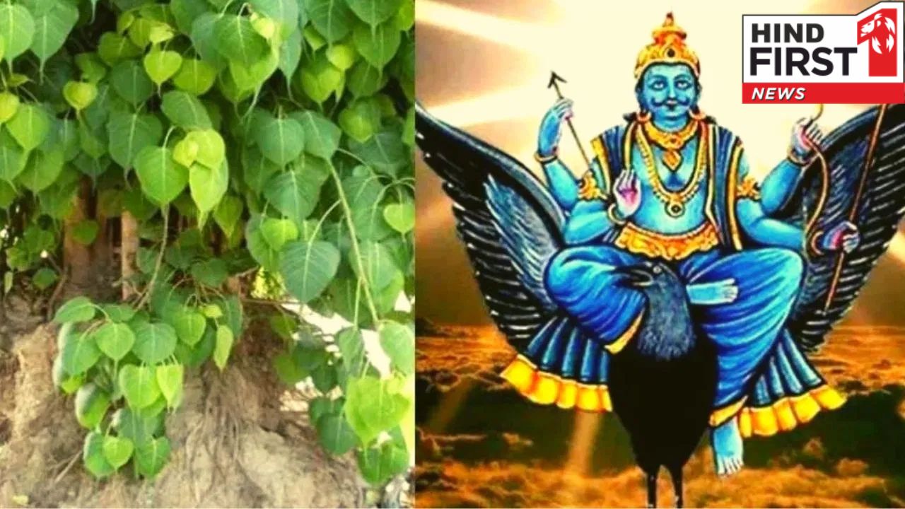 Saturday Remedies: शनिवार के दिन पीपल की जड़ में जरूर चढ़ाएं ये चीज, मिलेगा पितृ आशीर्वाद
