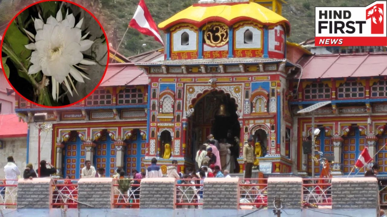 बद्रीनाथ धाम में इस फूल के बिना अधूरी मानी जाती है पूजा , जानिए विस्तार से