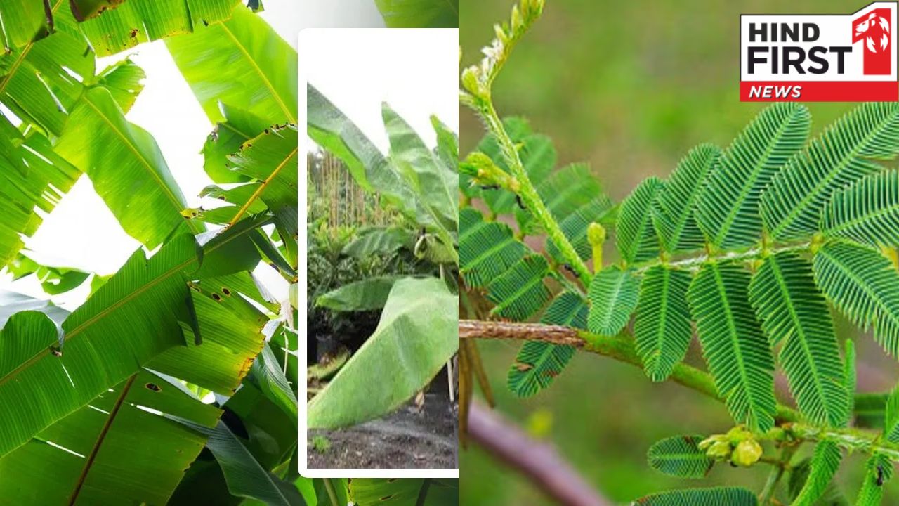 भूलकर भी अपने घर में नहीं लगाना चाहिए ये 2 पेड़, वरना हो जाएंगे बर्बाद