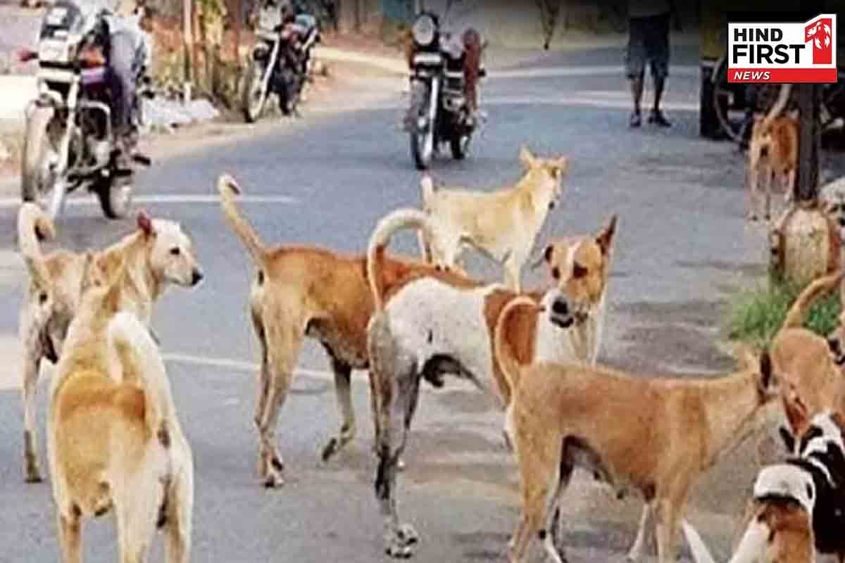 आवारा कुत्तों के मामले पर सुप्रीम कोर्ट का फैसला, सार्वजनिक स्थान पर नहीं खिला सकेंगे खाना