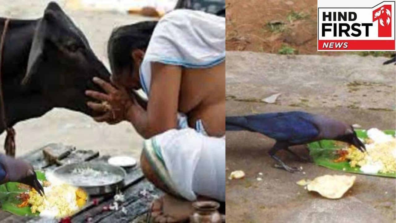 Pitru Paksh 2025: पितृ पक्ष में इन तीन जीवों को खिलाने का है विशेष महत्त्व, जानिए विस्तार से