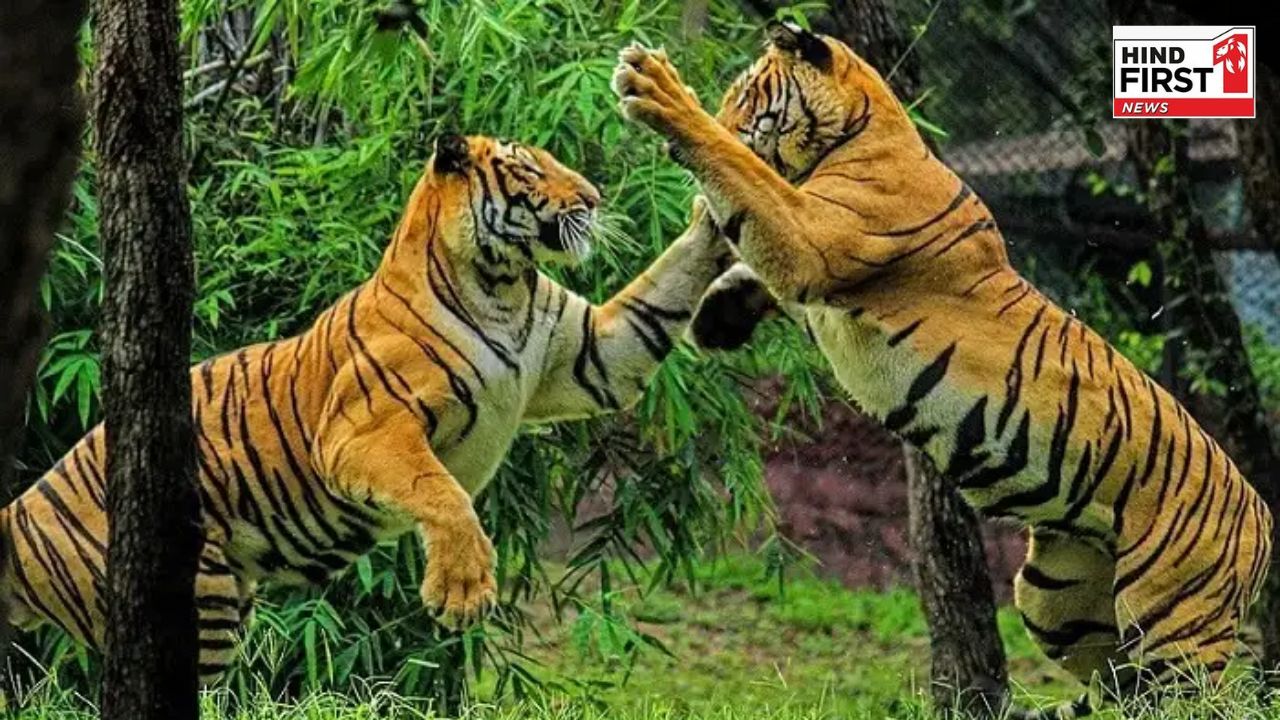 Tiger Tourism in India: 6 टॉप के रिज़र्व जहां आप देख सकते हैं रॉयल बंगाल टाइगर Tiger Tourism in India: 6 टॉप के रिज़र्व जहां आप देख सकते हैं रॉयल बंगाल टाइगर