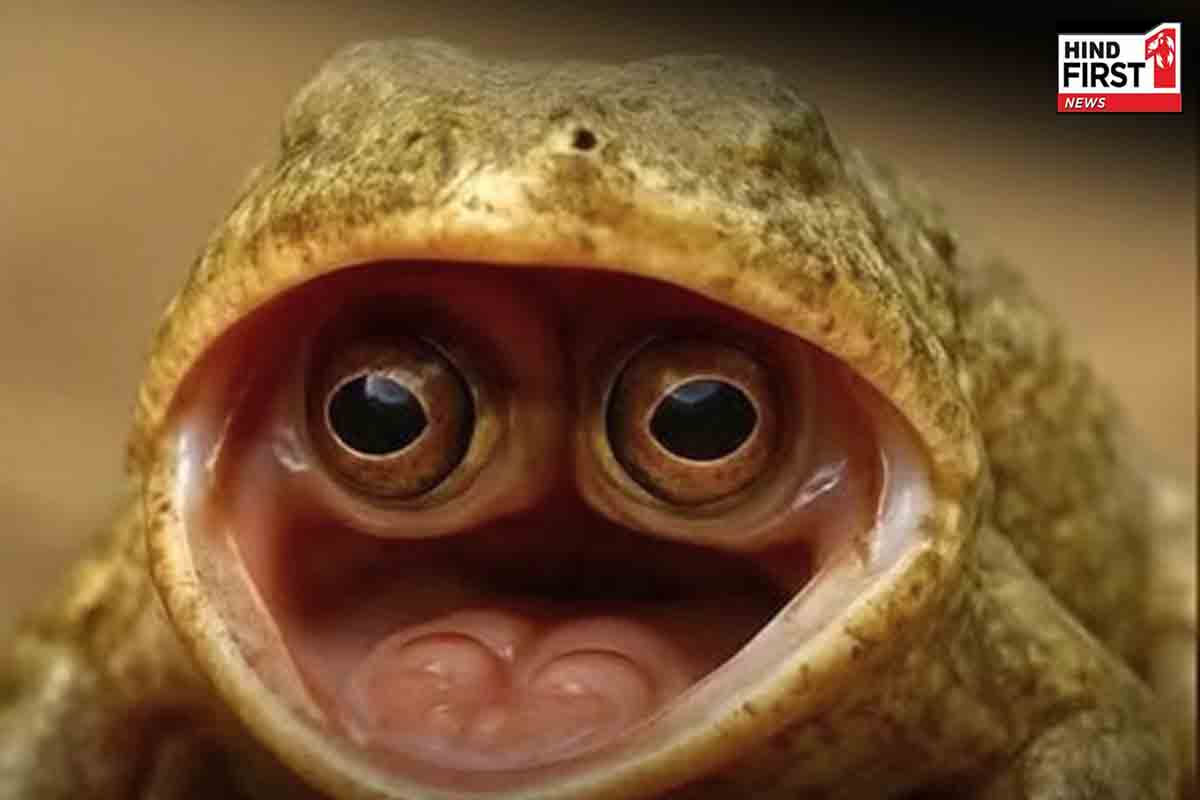 इस मेंढक को देख उड़े वैज्ञानिकों के होश, सिर की जगह मुंह में आंखें...