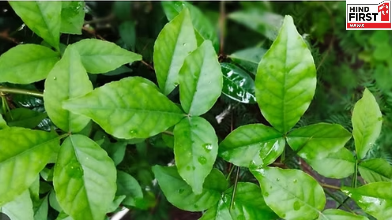 बेल की पत्तियों में छुपा है सेहत का ख़जाना, रोज सुबह चबाएं और देखें कमाल