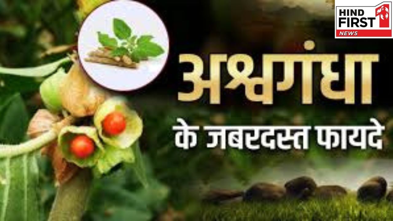 Ashwagandha Benefits: अश्वगंधा दिलाता है जोड़ों के दर्द से राहत, जानिए इसके फायदे